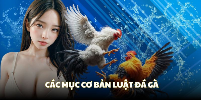 Những mục chính trong luật đá gà