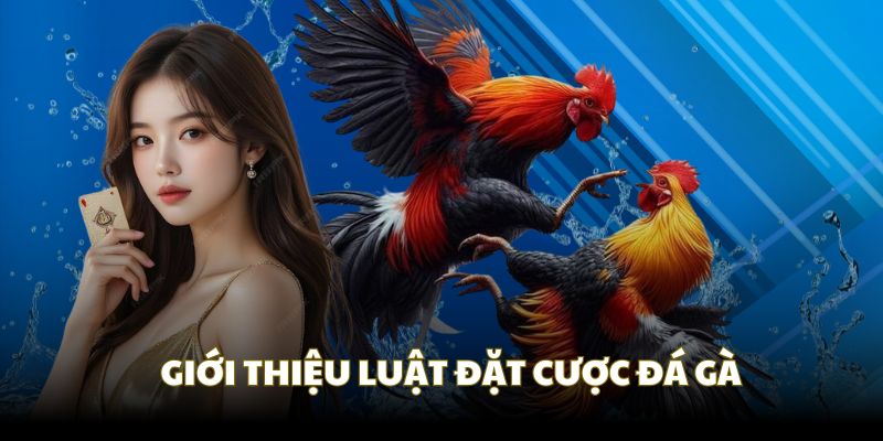 Quy tắc đặt cược trong luật đá gà